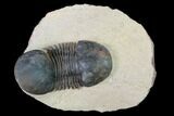 Paralejurus Trilobite - Morocco #165960-1